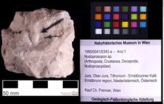 Foto (Objekt + Etiketten) von Nodoprosopon sp. (NHMW-GEO-1990-0041-0343a)